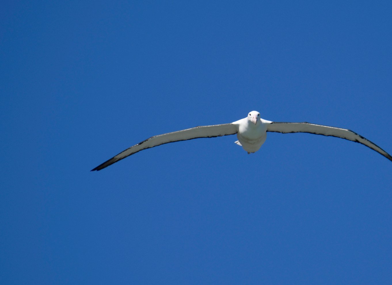 Fra Dunedin: By, Otago Peninsula & Albatross guidet tur