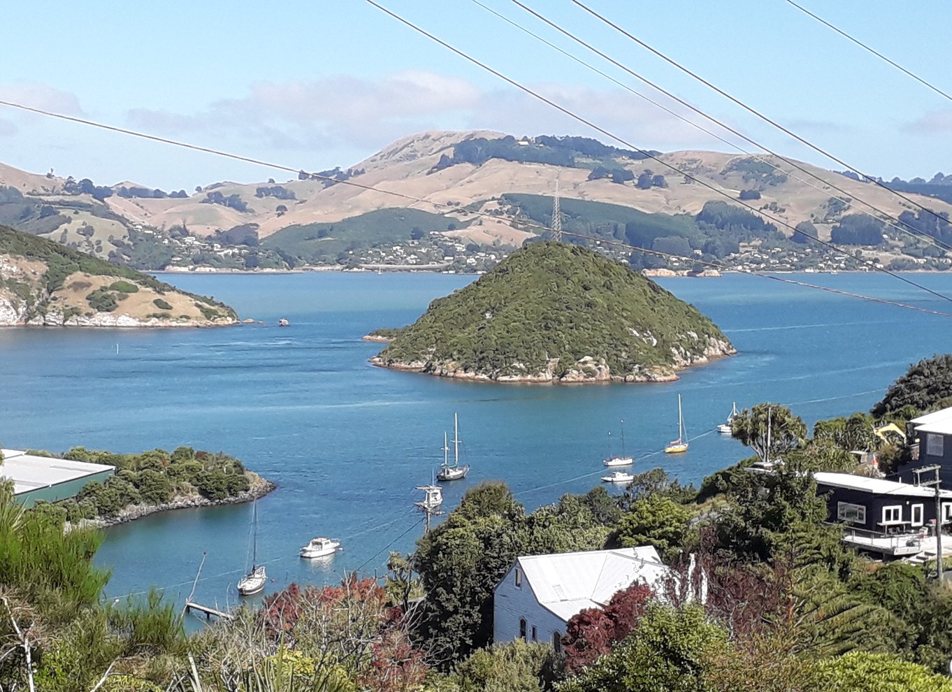 Fra Dunedin: By, Otago Peninsula & Albatross guidet tur