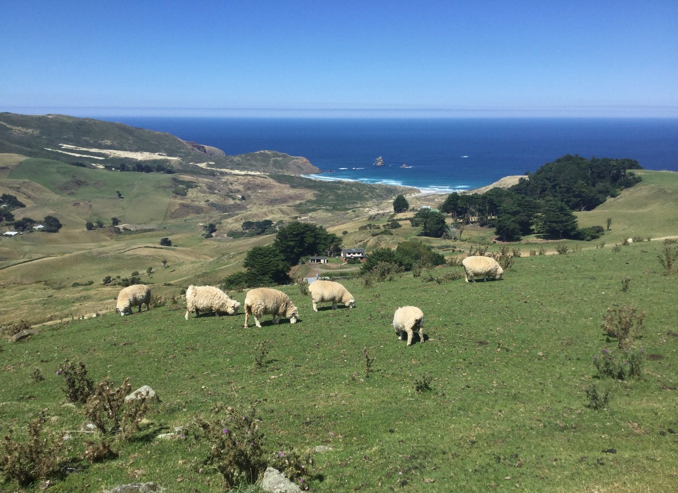 Fra Dunedin: By, Otago Peninsula & Albatross guidet tur