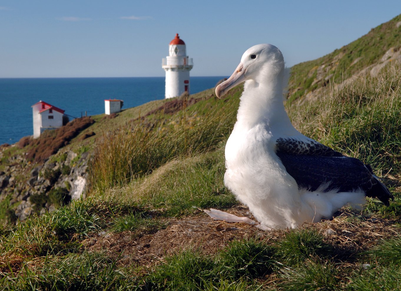 Fra Dunedin: By, Otago Peninsula & Albatross guidet tur