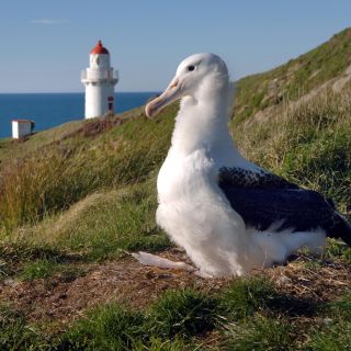 From Dunedin: Royal Albatross Centre & Otago Peninsula Tour