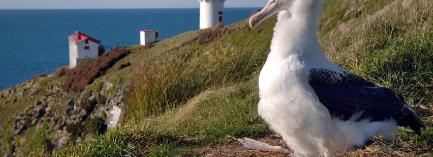 Depuis Dunedin : Visite guidée de la ville, de la péninsule d'Otago et de l'Albatros