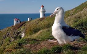 From Dunedin: City, Otago Peninsula & Albatross guided Tour