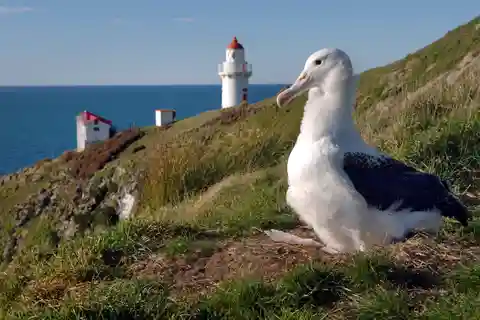 De Dunedin: City, Otago Peninsula & Albatross Tour guiado na cidade