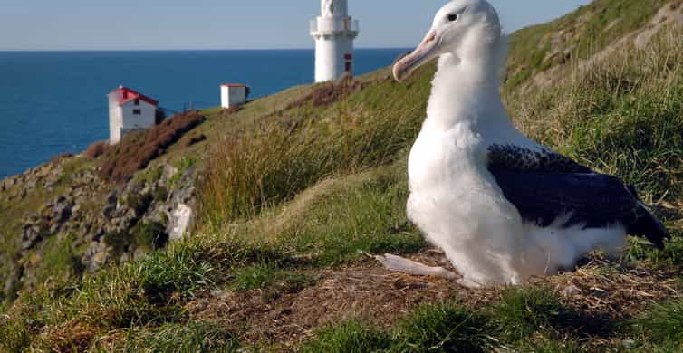 Din Dunedin: Oraș, Peninsula Otago și turul ghidat Albatros