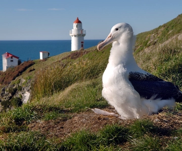 From Dunedin: City, Otago Peninsula & Albatross Guided Tour