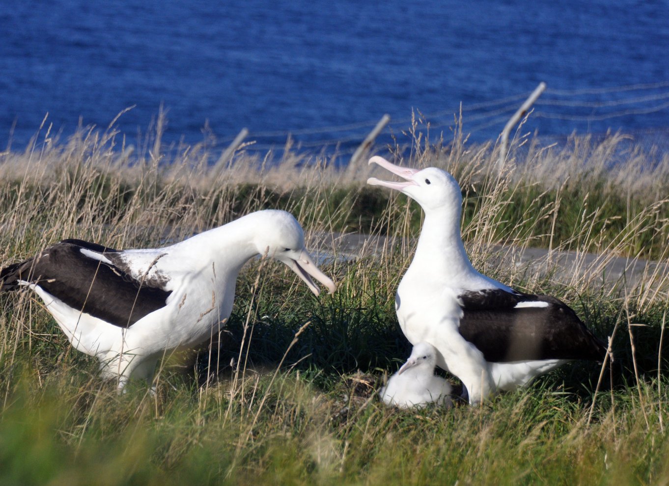 Fra Dunedin: By, Otago Peninsula & Albatross guidet tur