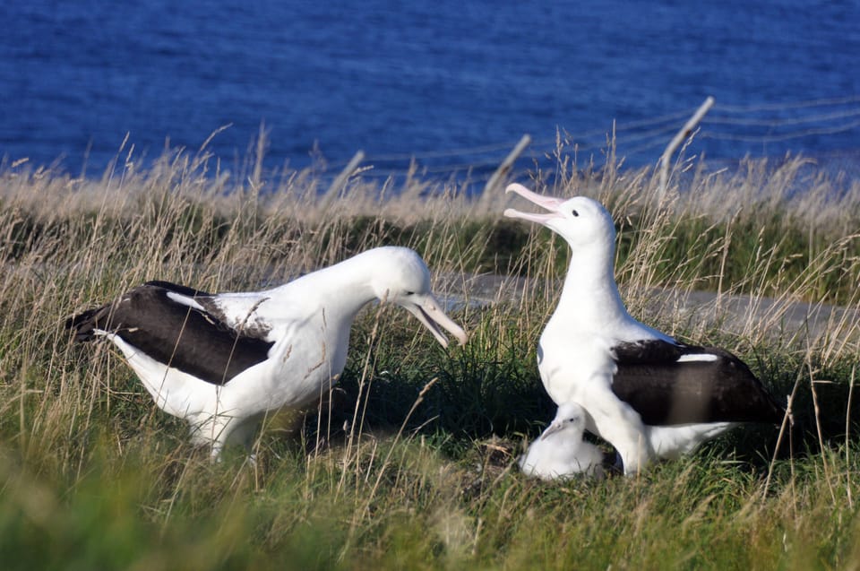 From Dunedin: City, Otago Peninsula & Albatross guided Tour | GetYourGuide