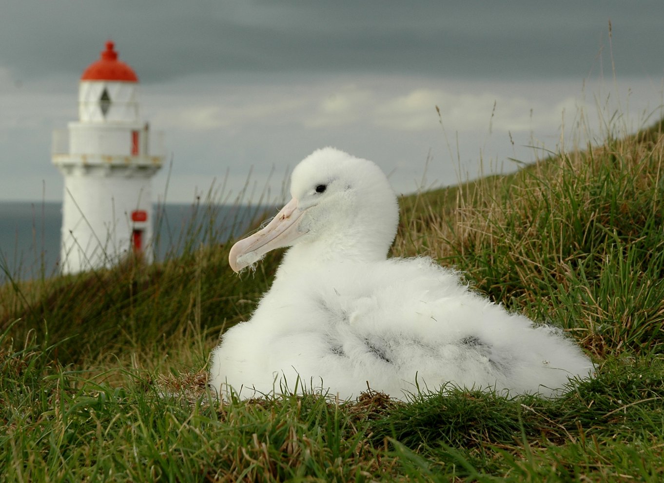 Fra Dunedin: By, Otago Peninsula & Albatross guidet tur