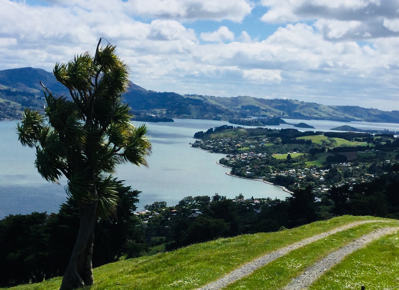 Fra Dunedin: By, Otago Peninsula & Albatross guidet tur