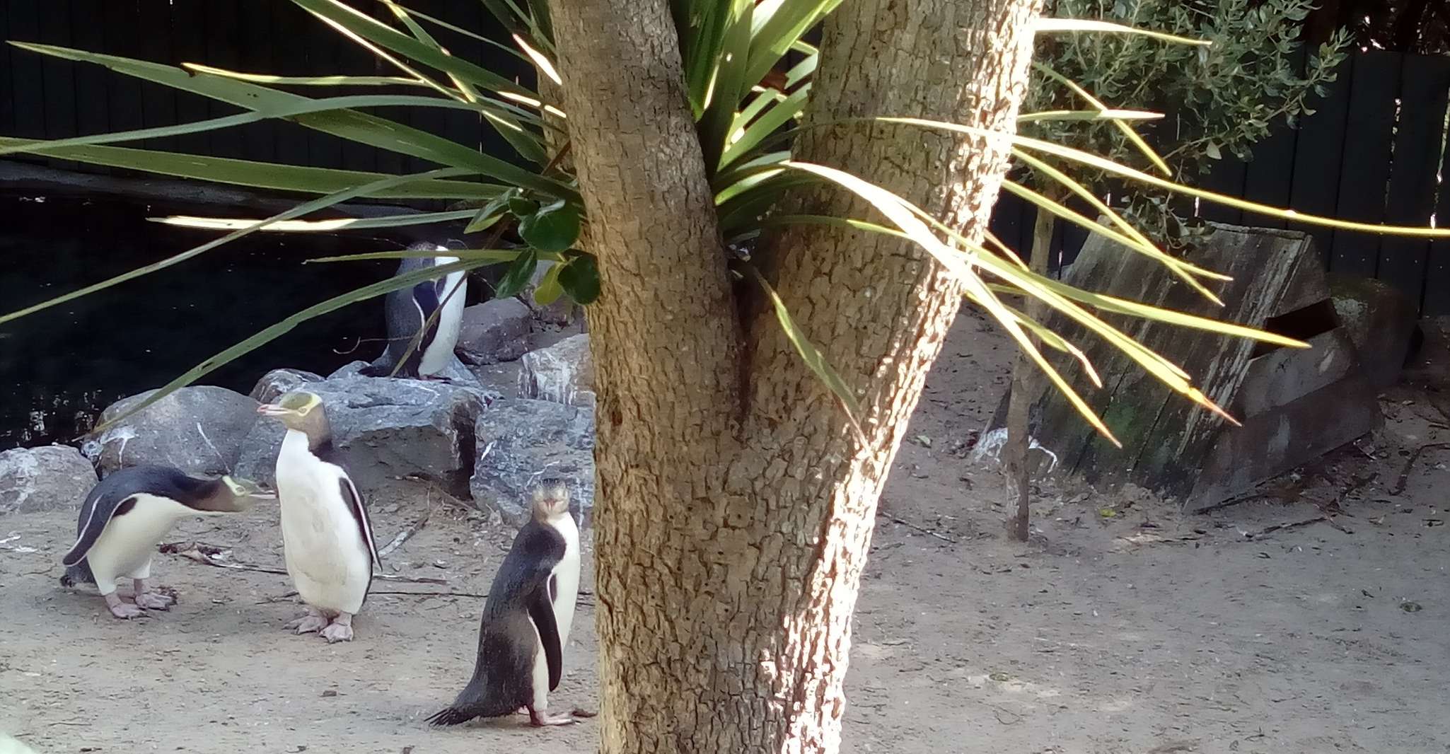 Dunedin, Péninsule d'Otago avec visite guidée du pingouin - Hizvo