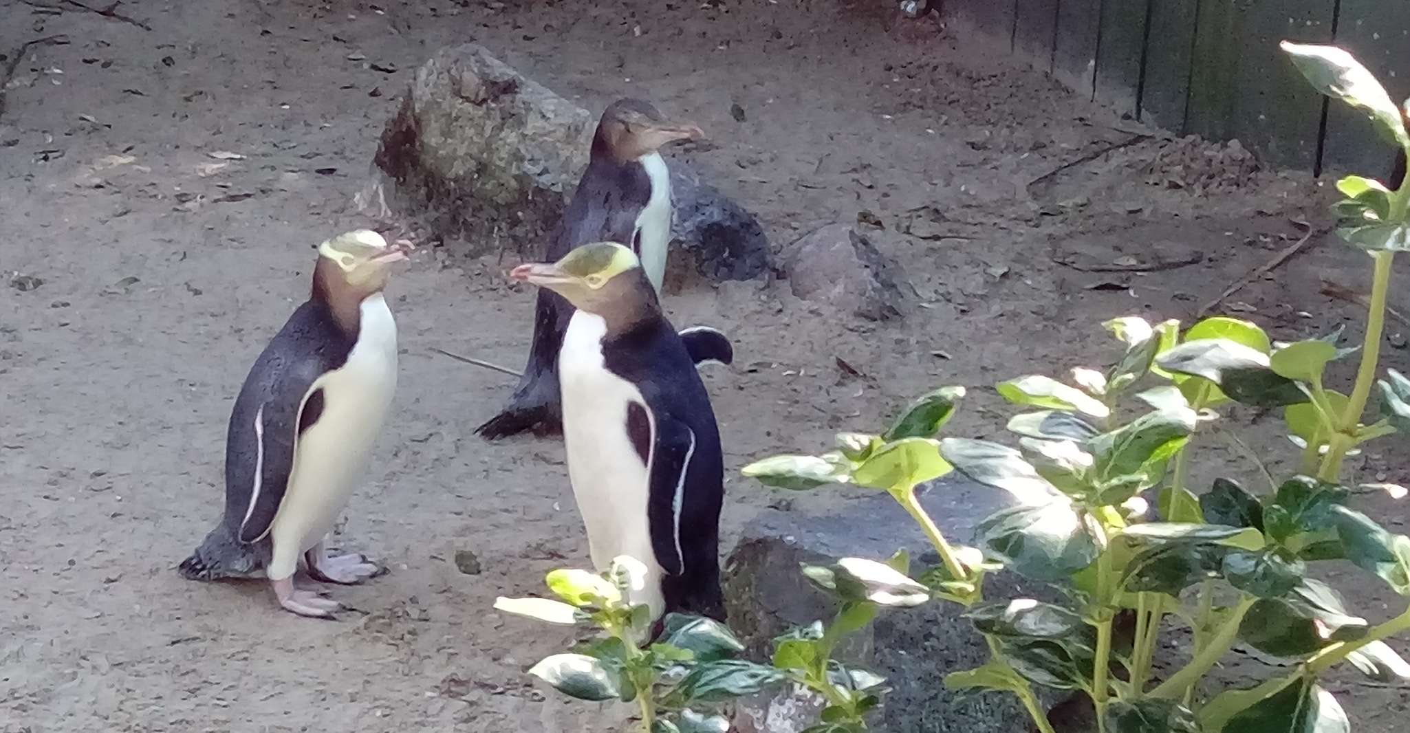 Dunedin, Péninsule d'Otago avec visite guidée du pingouin - Hizvo