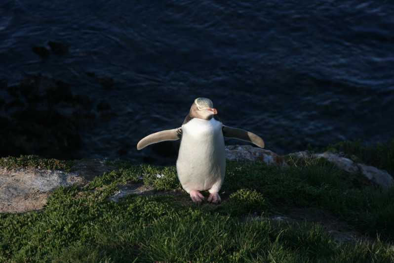 Dunedin: Otago Peninsula with Guided Penguin Tour