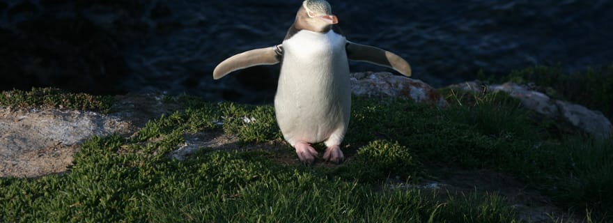Dunedin : péninsule d'Otago et visite guidée de la réserve de pingouins