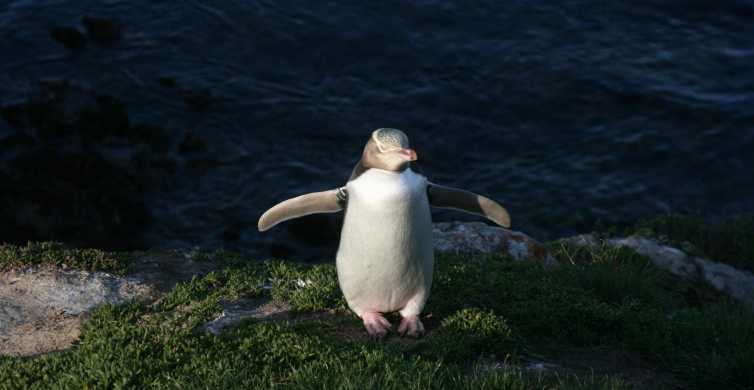 Dunedin: Otago félsziget vezetett pingvin túrával