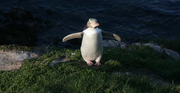 Dunedin: Peninsula Otago cu tur ghidat al pinguinilor