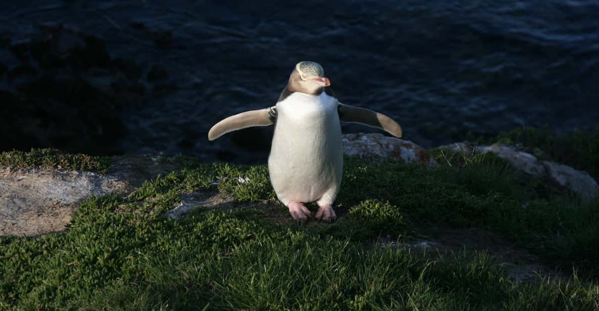 Dunedin Otago Peninsula mit geführter PinguinTour GetYourGuide