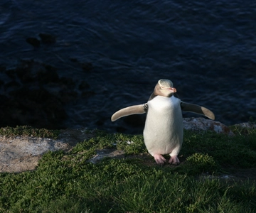 Dunedin : Péninsule d'Otago avec visite guidée des pingouins