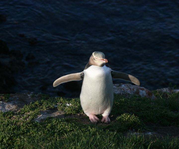 Dunedin: schiereiland Otago met begeleide pinguïntour
