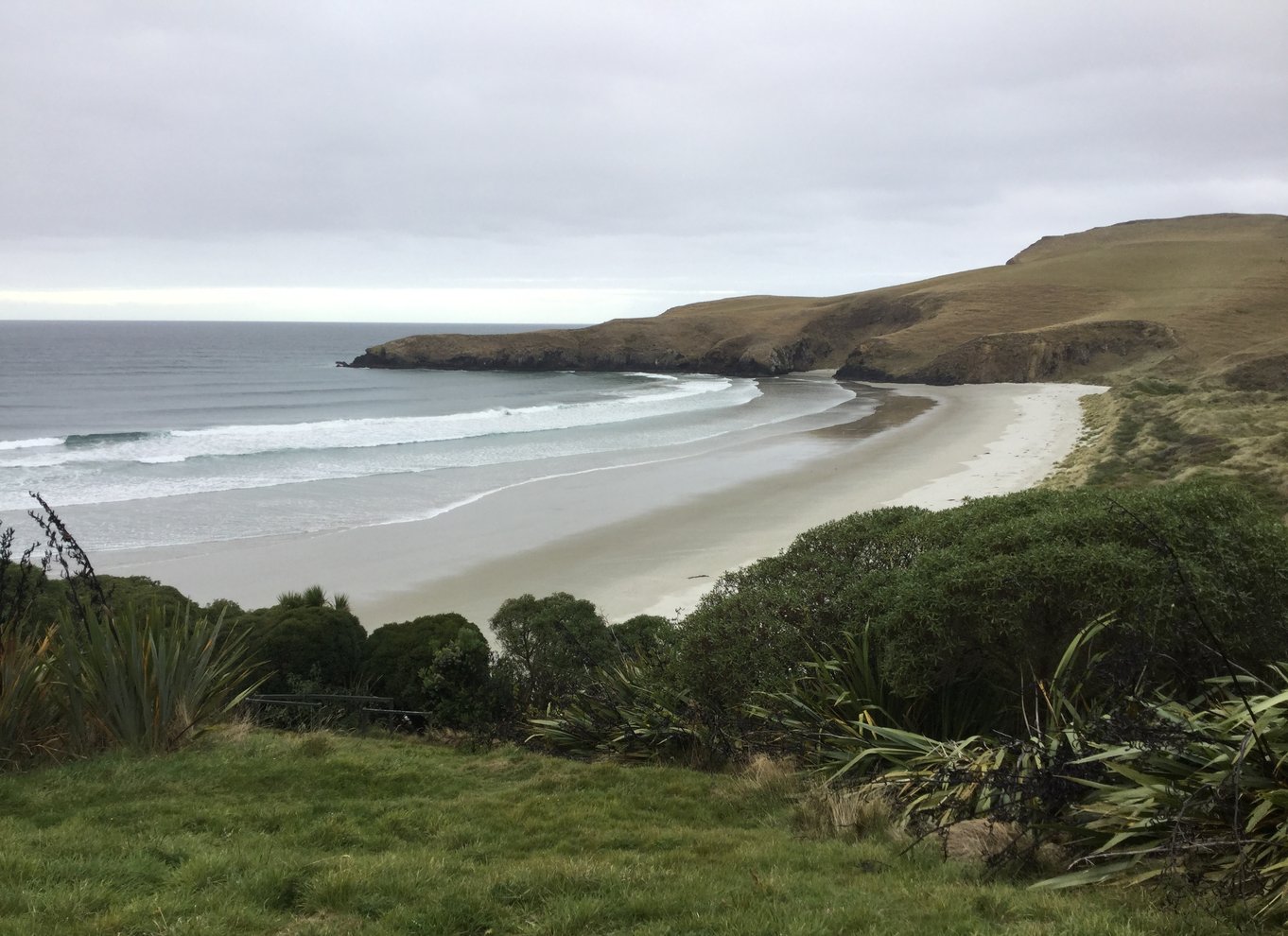 Dunedin: Otago-halvøen med guidet pingvintur