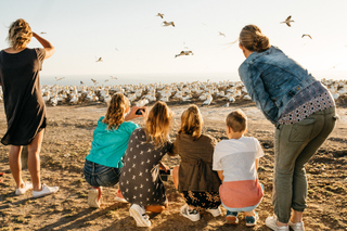 Day Trips and Tours from Napier