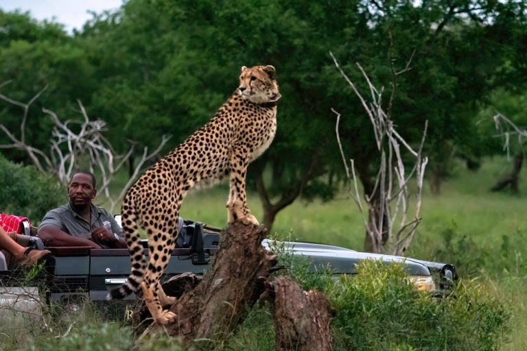 7-daagse luxe wildlife safari in Tanzania