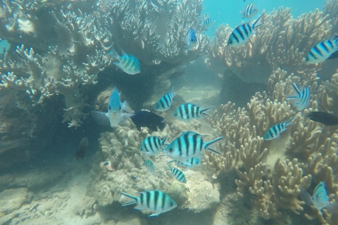 Wyspa Cham: Wycieczka i nurkowanie z rurkąWycieczka z odbiorem z miejsca zbiórki