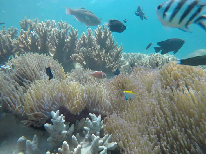 Cham Island: Snorkeling Tour | GetYourGuide