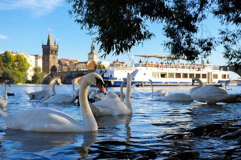 Prague: Vltava River Sightseeing Cruise