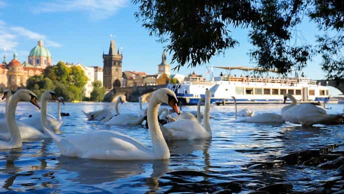 prague 50minute river sightseeing cruise