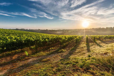 From Florence: The Best of Chianti