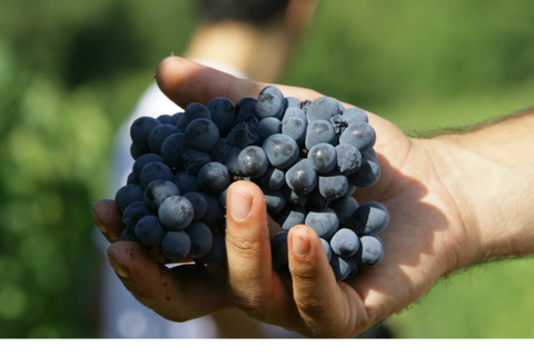 Z Florencji: wino na świeżym powietrzu w winnicy San Gimignano?Z Florencji: Lunch na świeżym powietrzu w winiarni San Gimignano