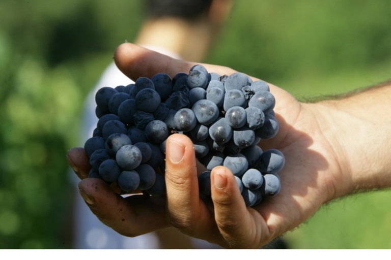 Z Florencji: wino na świeżym powietrzu w winnicy San Gimignano?Z Florencji: Lunch na świeżym powietrzu w winiarni San Gimignano