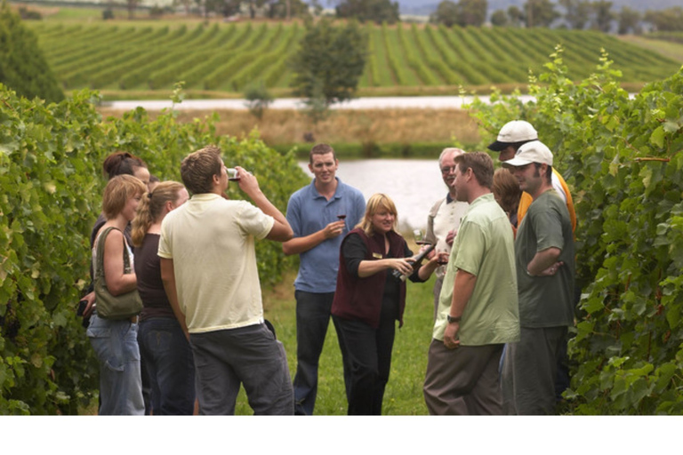 From Florence: Outdoor Wine Dining in San Gimignano Winery From Florence: Outdoor Wine Dinner in San Gimignano Winery