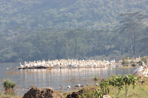 Nairobi: Lake Nakuru Kayak Tour with Game Drive & Pickup