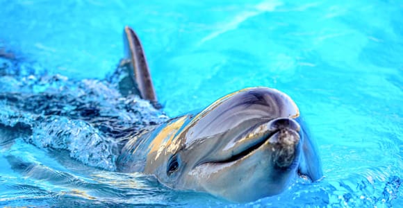 Djerba: Sunset cruise tour, dolphin watching + drinks