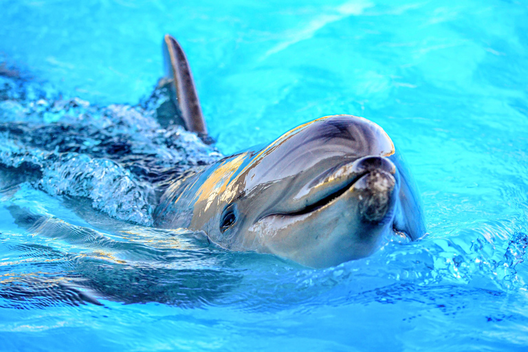 Djerba: Sunset cruise tour, dolphin watching + drinks
