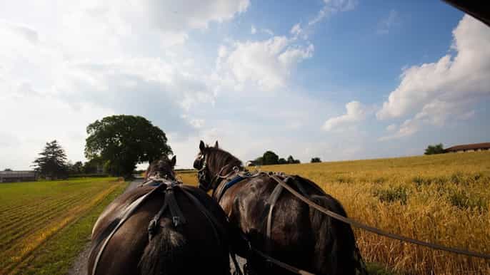 comunità amish e philadelphia tour di 1 giorno da new york