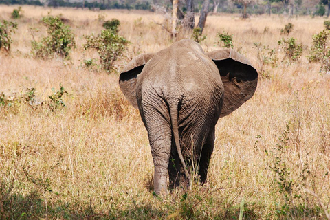 Excursión de un día: Zanzíbar a Selous/ Parque Nacional Nyerere