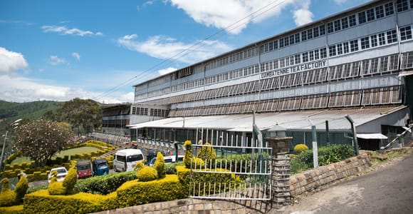 Ella: Lipton&#39;s Seat Tour with Dambetanna Tea Factory Visit