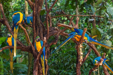 Foz do Iguaçu: doświadczenie w parku ptakówZ hoteli w Foz do Iguassu