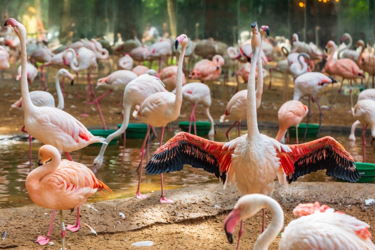 Foz do Iguaçu: Erlebnis VogelparkVon Foz do Iguassu Hotels
