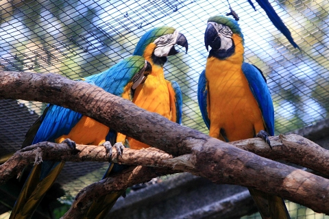 Foz do Iguaçu: doświadczenie w parku ptakówZ hoteli w Foz do Iguassu