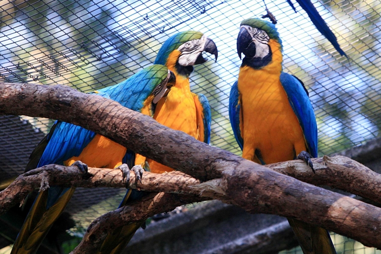 Foz do Iguaçu: Bird Park Experience From Puerto Iguazu hotels