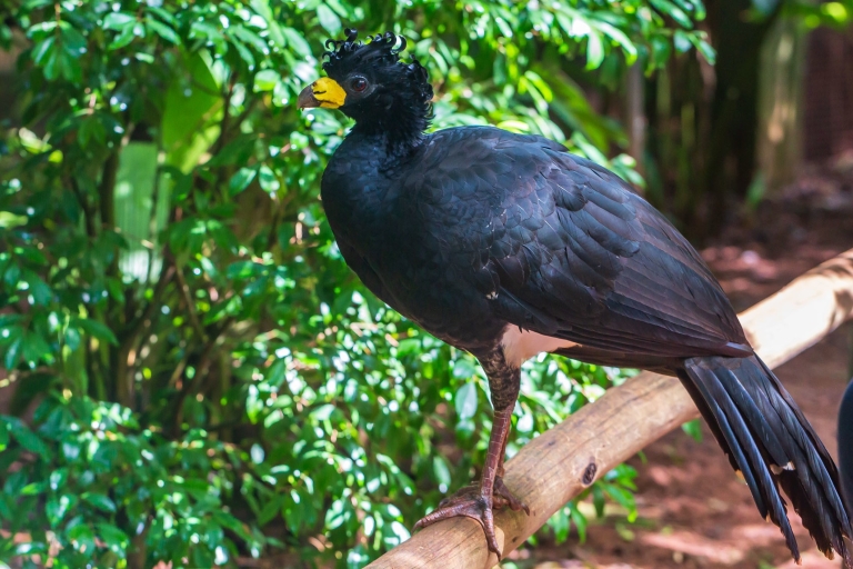 Foz do Iguaçu: Bird Park Experience From Puerto Iguazu hotels