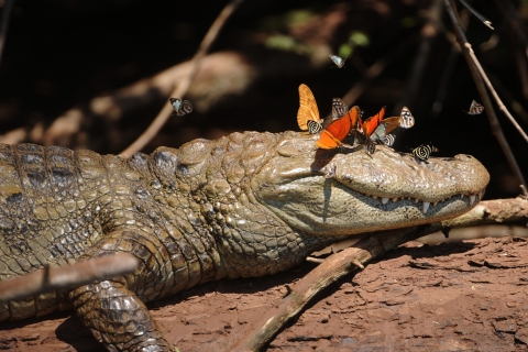 Foz do Iguaçu: doświadczenie w parku ptakówZ hoteli w Puerto Iguazu