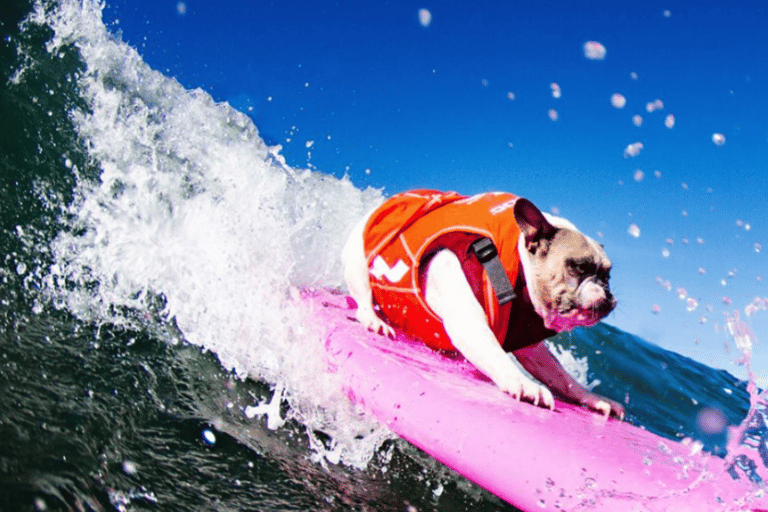 Los Angeles: lezione di surf di gruppoSanta Monica: Lezione di surf di gruppo