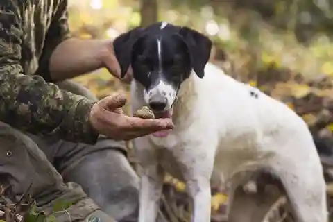Tuscany: Truffle Hunting and Meal at a Winery