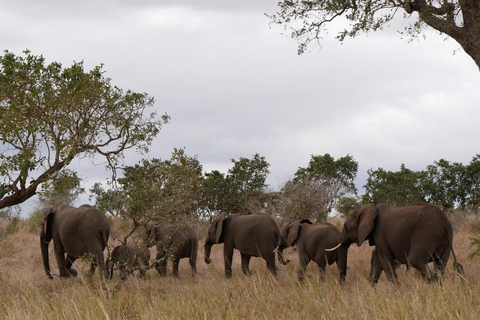 2 dagars lyxsafari i Pilanesberg nationalpark