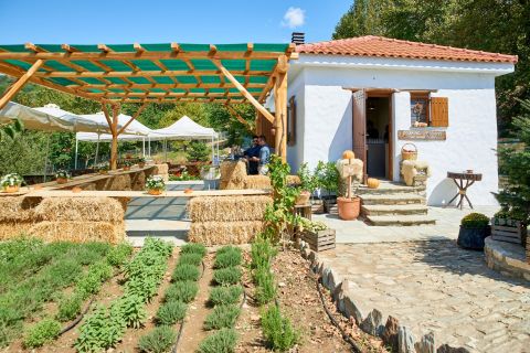 Volos: Cook Like a Local at a Greek Farm